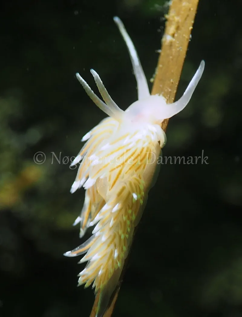 Facelina bostoniensis - Kollund Lillestrand - Foto: Jens Egon Jørgensen