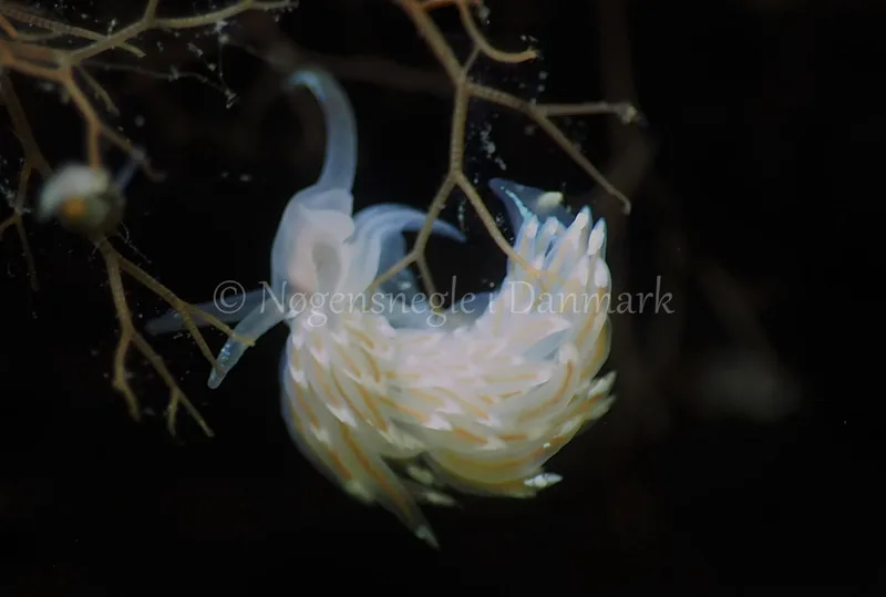 Facelina bostoniensis - Kollund Lillestrand - Foto: Jens Egon Jørgensen