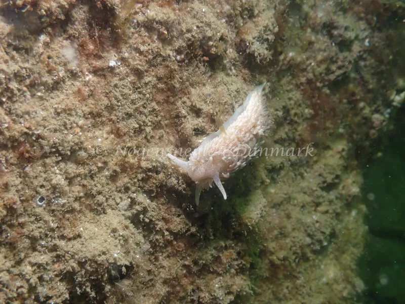 Aeolidiella glauca - Sydmolen, Skagen - Foto: Esben Sick