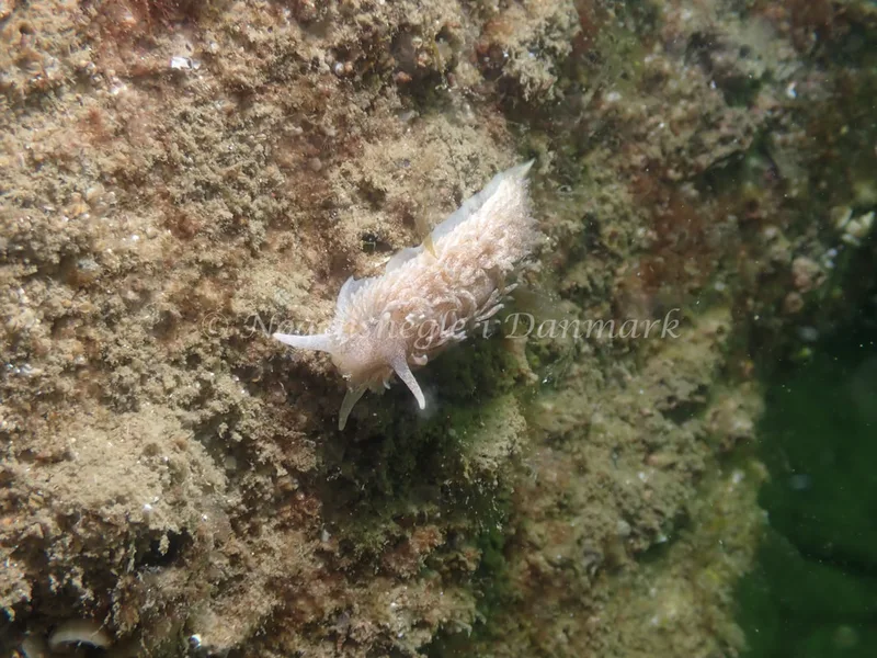 Aeolidiella glauca - Sydmolen, Skagen - Foto: Esben Sick