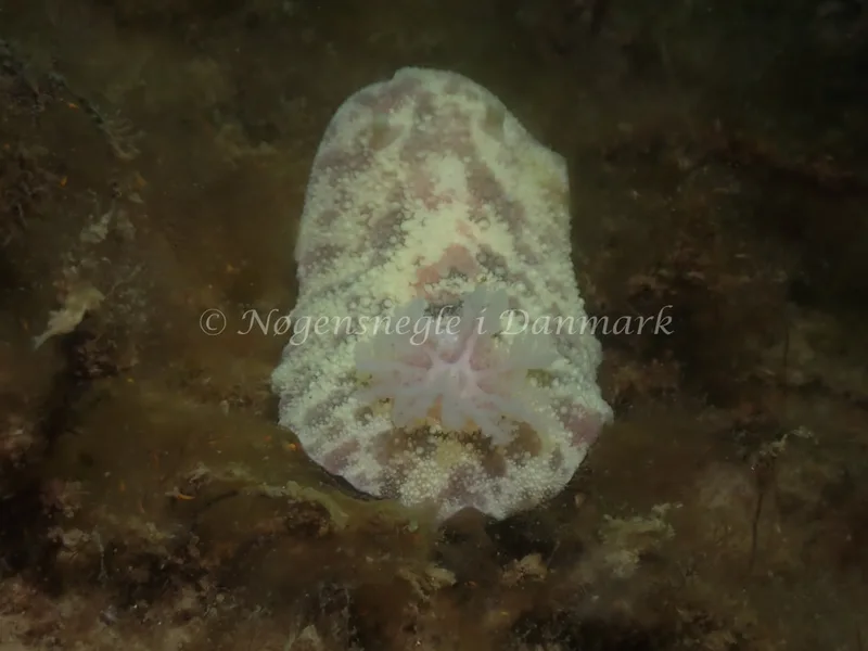 Doris pseudoargus - Sydmolen, Skagen - Foto: Esben Sick