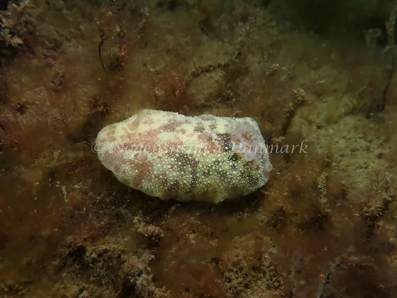 Doris pseudoargus - Sydmolen, Skagen - Foto: Esben Sick