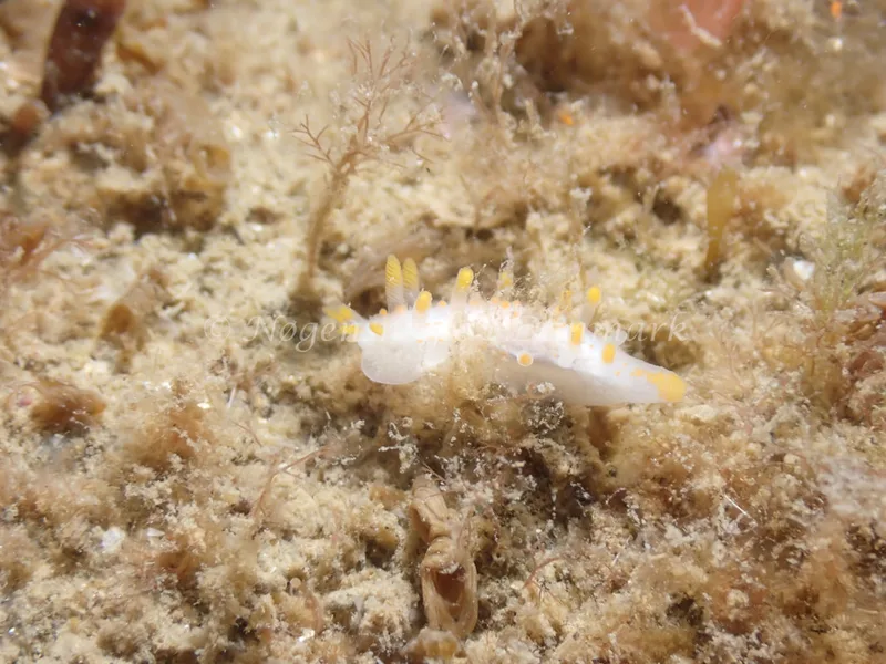 Limacia clavigera - Sydmolen, Skagen - Foto: Esben Sick
