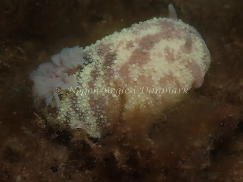 Doris pseudoargus - Sydmolen, Skagen - Foto: Esben Sick