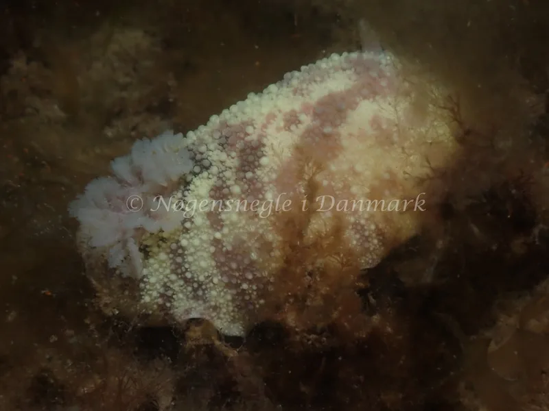 Doris pseudoargus - Sydmolen, Skagen - Foto: Esben Sick