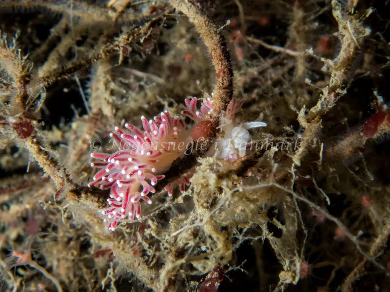 Carronella pellucida - Cementprammen - Foto: Kenneth Krull