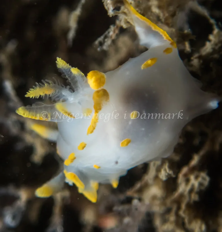 Polycera quadrilineata - Cementprammen - Foto: Kenneth Krull