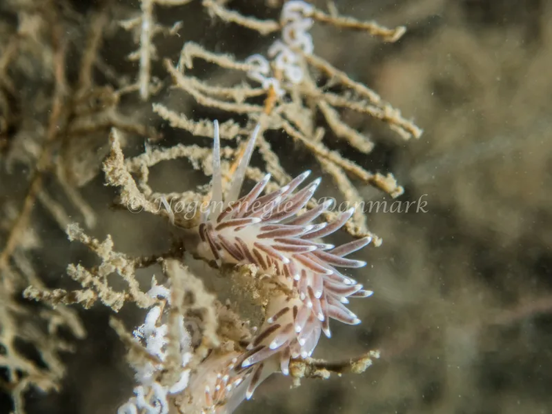 Cuthonella concinna - Cementprammen - Foto: Kenneth Krull
