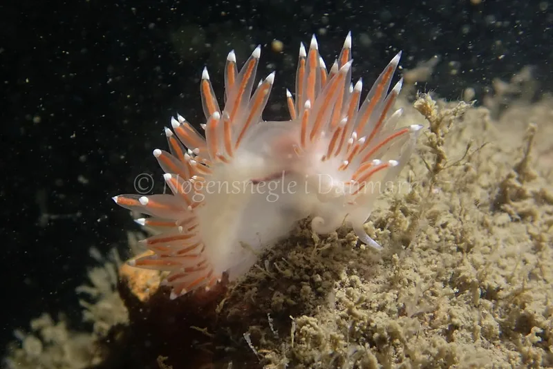 Coryphella verrucosa - Robert S/S - Foto: Kenneth Krull