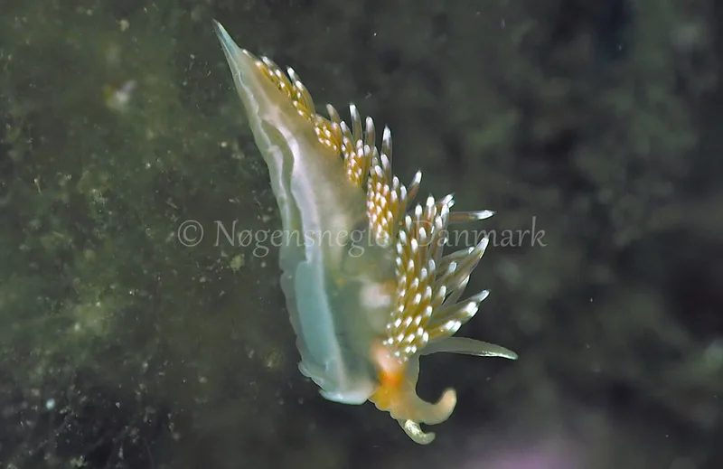 Facelina bostoniensis - Kollund Lillestrand - Foto: Jens Egon Jørgensen