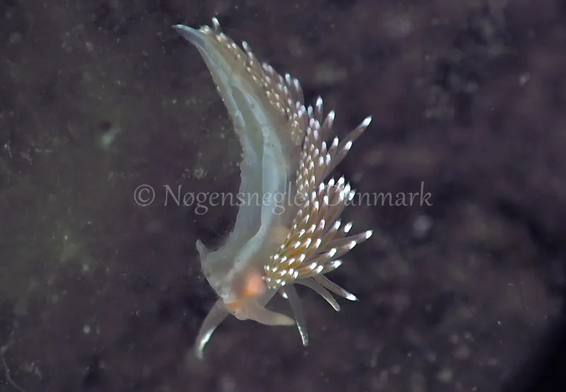 Facelina bostoniensis - Kollund Lillestrand - Foto: Jens Egon Jørgensen