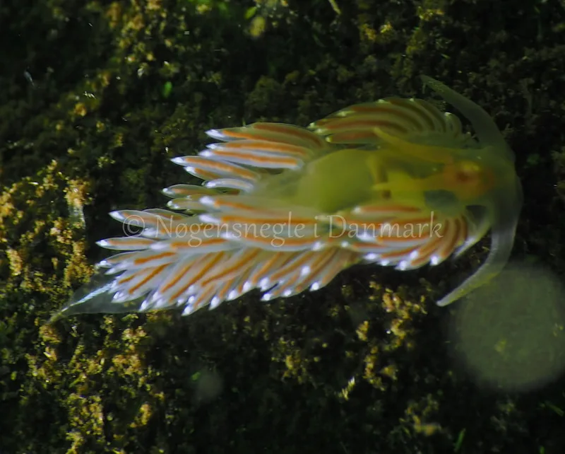 Facelina bostoniensis - Kollund Lillestrand - Foto: Jens Egon Jørgensen