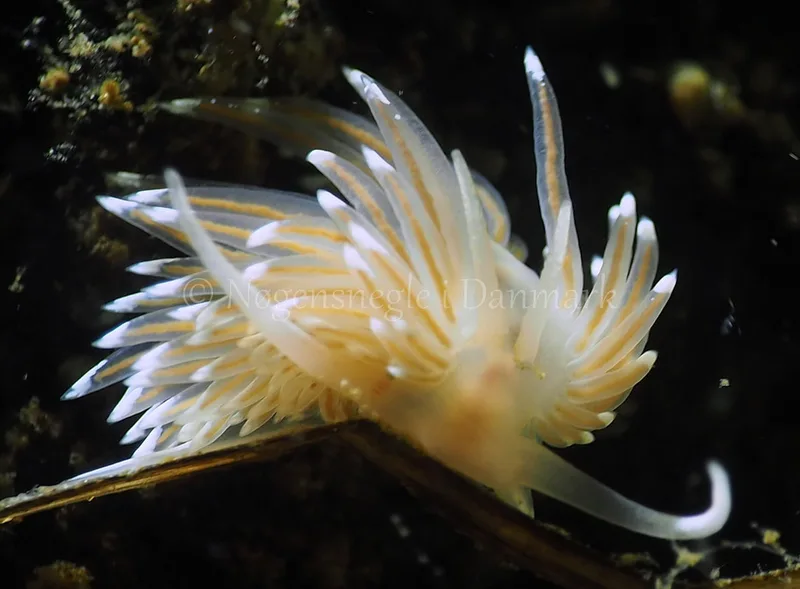 Facelina bostoniensis - Kollund Lillestrand - Foto: Jens Egon Jørgensen