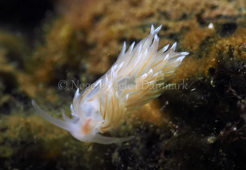 Facelina bostoniensis - Kollund Lillestrand - Foto: Jens Egon Jørgensen