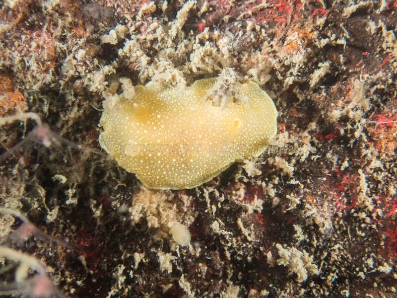 Cadlina laevis - Sinne Nordfisk (Vrag) - Foto: Kenneth Krull