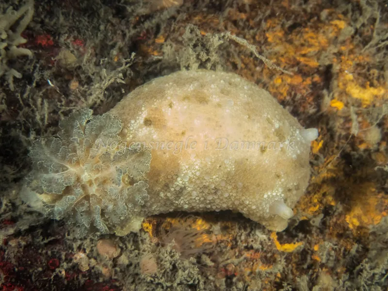 Doris pseudoargus - Sinne Nordfisk (Vrag) - Foto: Kenneth Krull