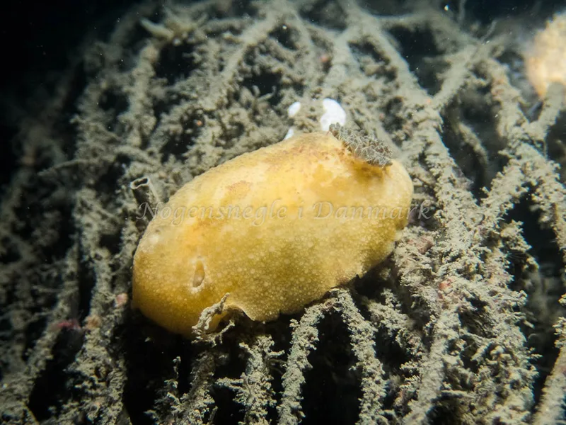 Doris pseudoargus - Sinne Nordfisk (Vrag) - Foto: Kenneth Krull