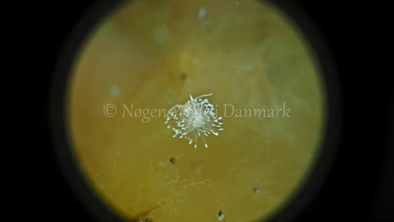 Facelina bostoniensis - Sønderhav Strand - Foto: Jens Egon Jørgensen