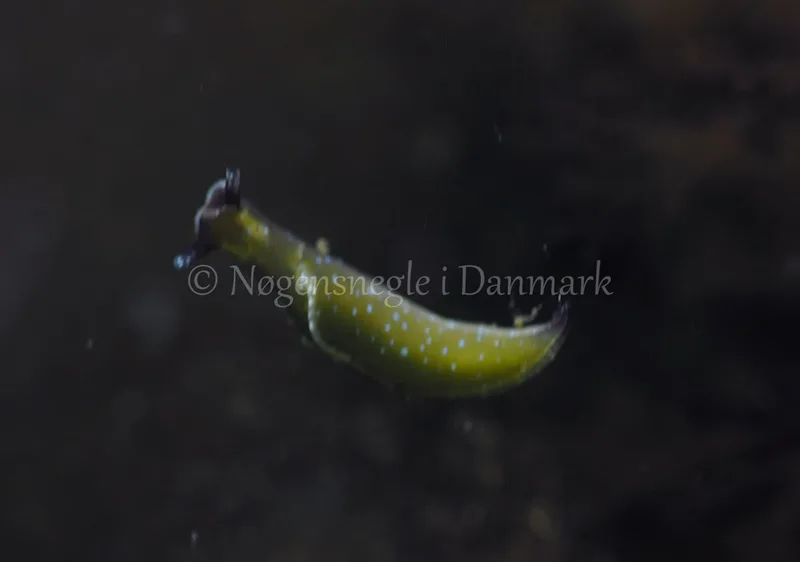 Elysia viridis - Sønderhav Strand - Foto: Jens Egon Jørgensen