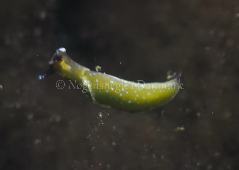 Elysia viridis - Sønderhav Strand - Foto: Jens Egon Jørgensen