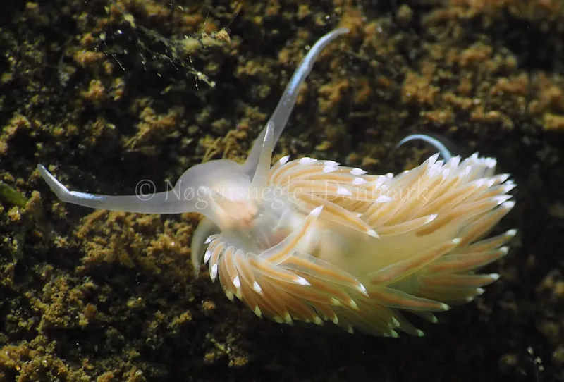 Facelina bostoniensis - Sønderhav Strand - Foto: Jens Egon Jørgensen