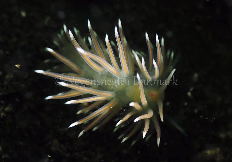 Facelina bostoniensis - Sønderhav Strand - Foto: Jens Egon Jørgensen