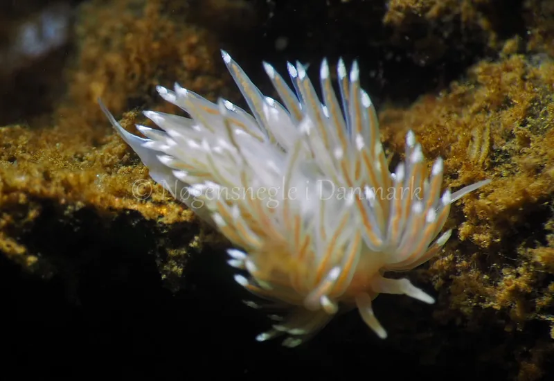 Facelina bostoniensis - Sønderhav Strand - Foto: Jens Egon Jørgensen