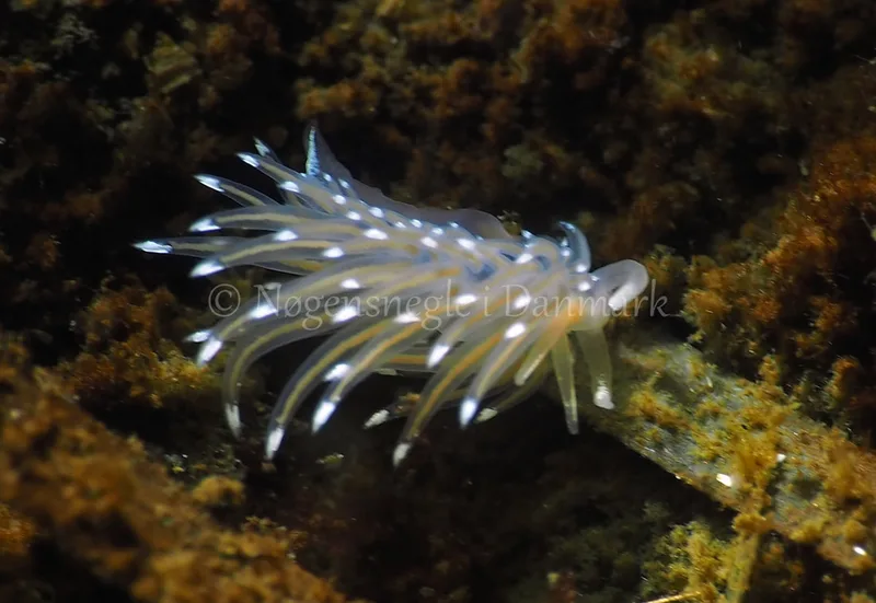 Facelina bostoniensis - Sønderhav Strand - Foto: Jens Egon Jørgensen