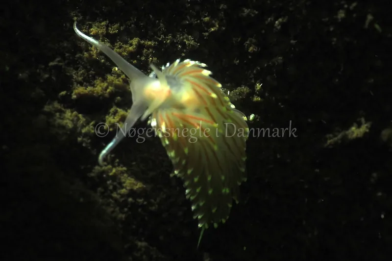 Facelina bostoniensis - Kollund Lillestrand - Foto: Jens Egon Jørgensen