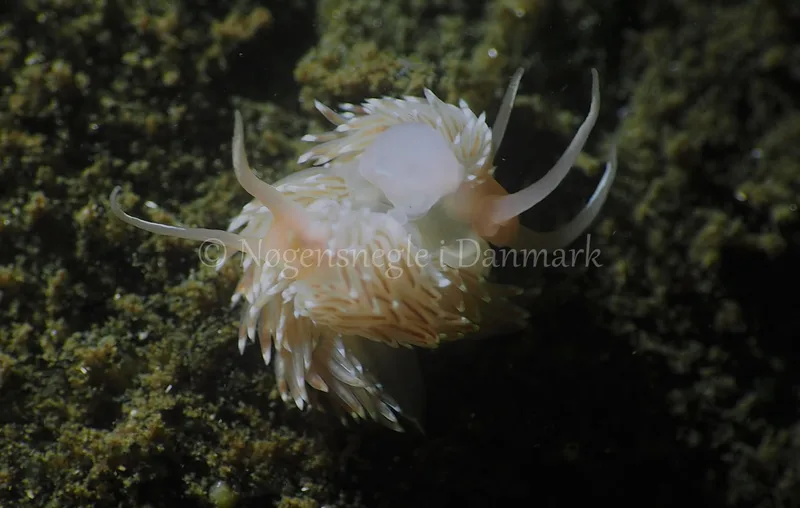 Facelina bostoniensis - Kollund Lillestrand - Foto: Jens Egon Jørgensen
