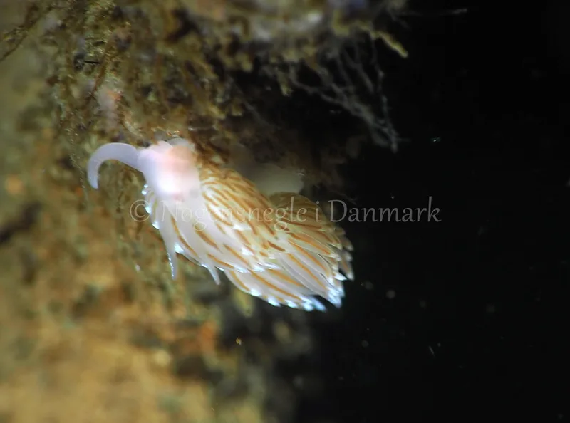Facelina bostoniensis - Kollund Lillestrand - Foto: Jens Egon Jørgensen