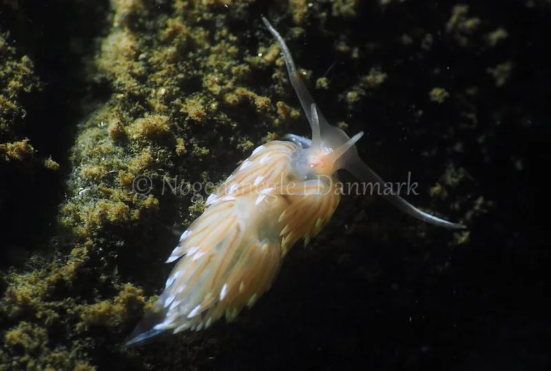 Facelina bostoniensis - Kollund Lillestrand - Foto: Jens Egon Jørgensen