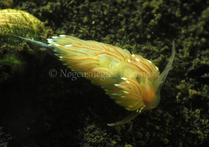 Facelina bostoniensis - Kollund Lillestrand - Foto: Jens Egon Jørgensen