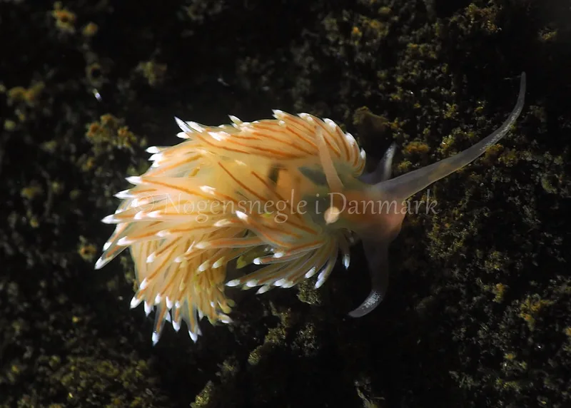 Facelina bostoniensis - Kollund Lillestrand - Foto: Jens Egon Jørgensen