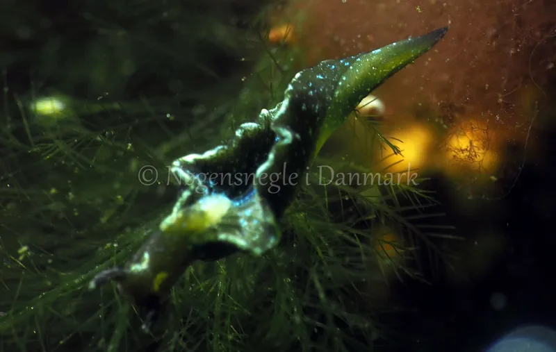 Elysia viridis - Kollund Lillestrand - Foto: Jens Egon Jørgensen
