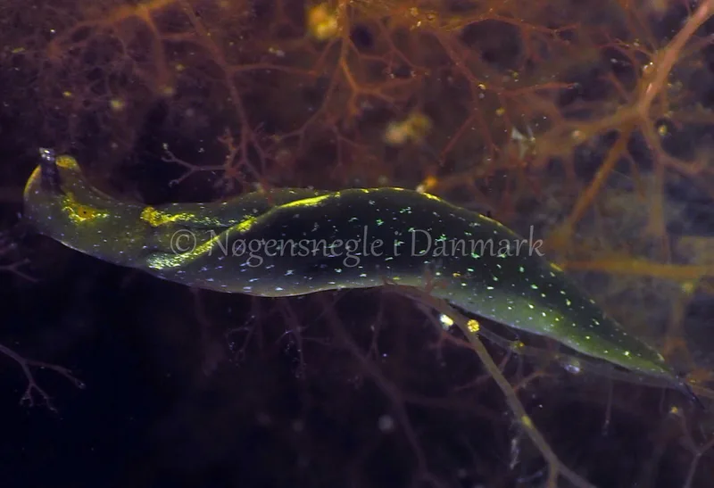 Elysia viridis - Kollund Lillestrand - Foto: Jens Egon Jørgensen