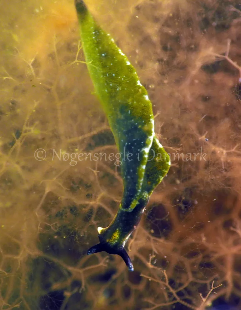 Elysia viridis - Kollund Lillestrand - Foto: Jens Egon Jørgensen