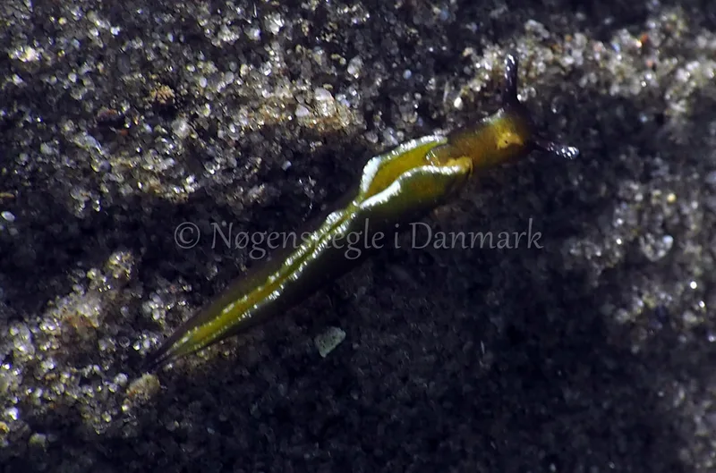 Elysia viridis - Kollund Lillestrand - Foto: Jens Egon Jørgensen