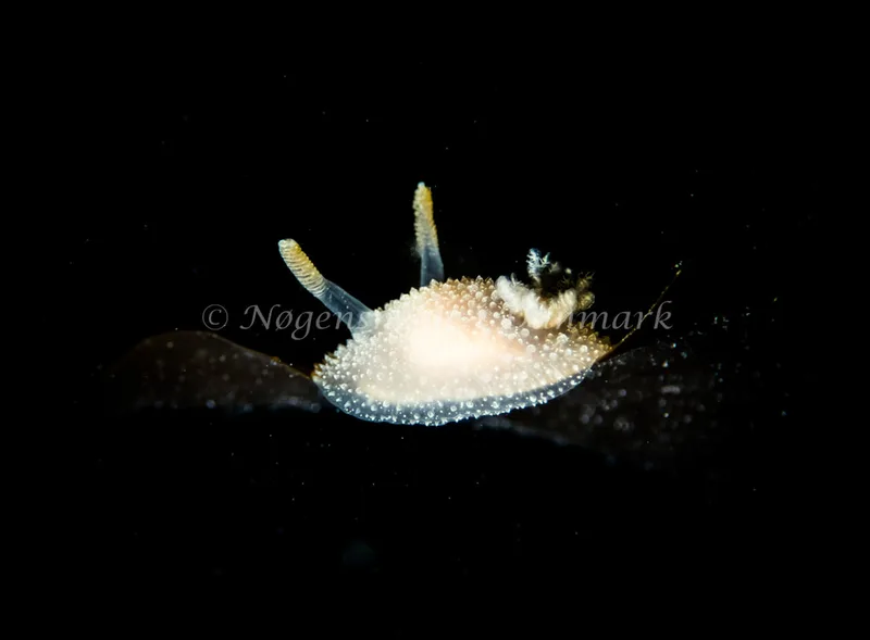 Acanthodoris pilosa - Trykkerdammen - Foto: Kenneth Krull