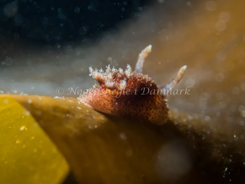 Acanthodoris pilosa - Trykkerdammen - Foto: Kenneth Krull