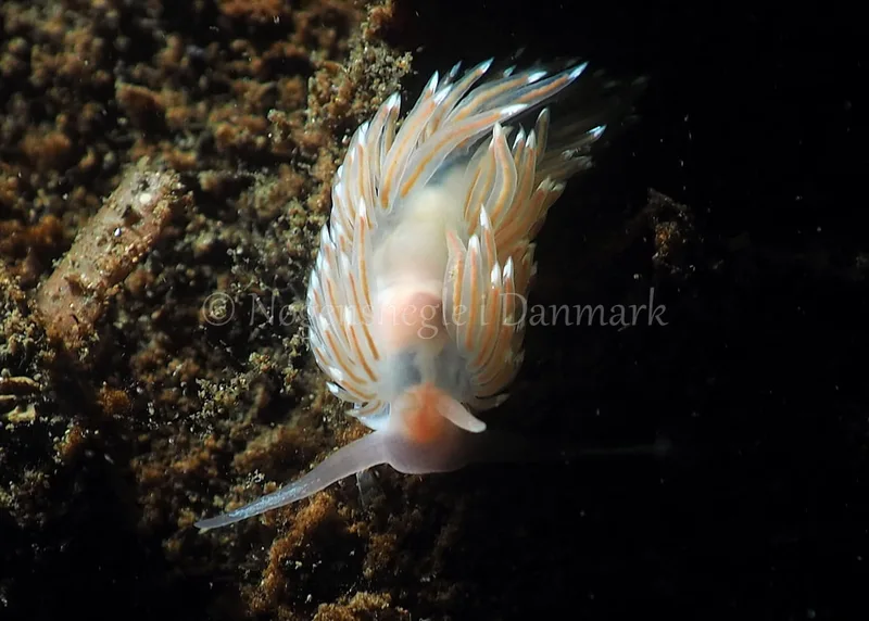 Facelina bostoniensis - Kollund Lillestrand - Foto: Jens Egon Jørgensen