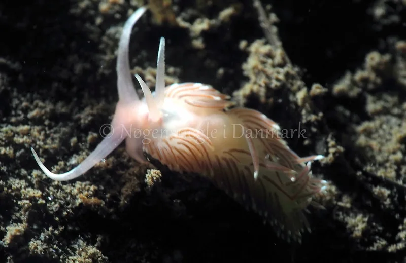 Facelina bostoniensis - Kollund Lillestrand - Foto: Jens Egon Jørgensen