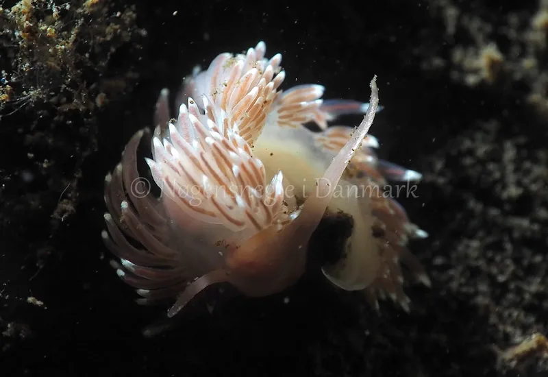 Facelina bostoniensis - Kollund Lillestrand - Foto: Jens Egon Jørgensen