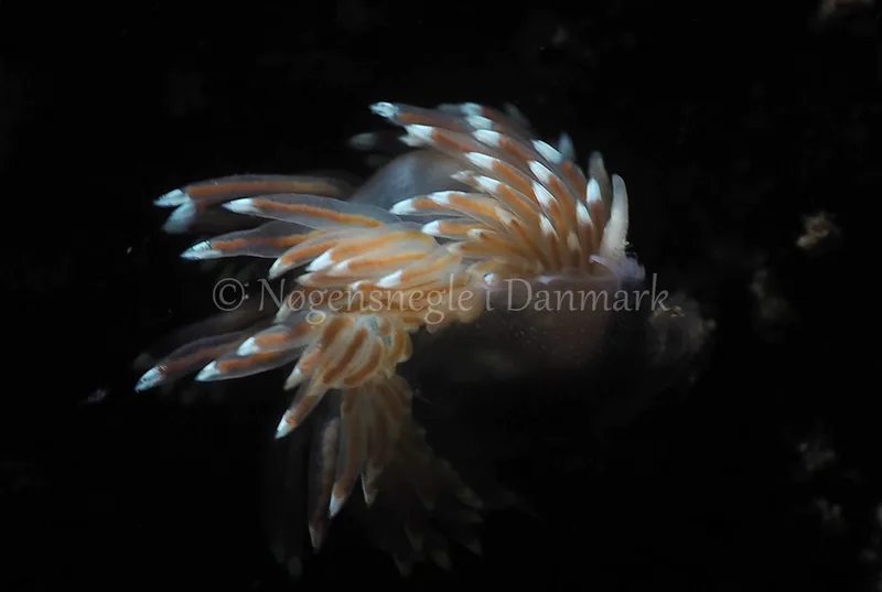 Facelina bostoniensis - Kollund Lillestrand - Foto: Jens Egon Jørgensen