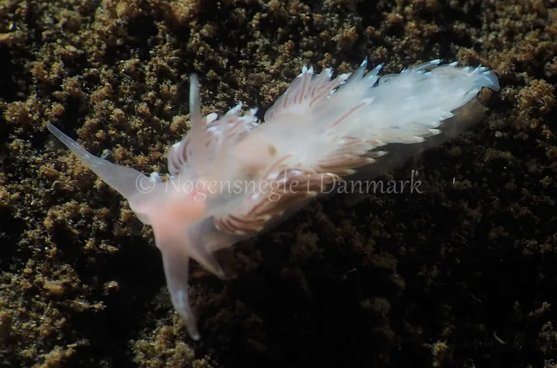 Facelina bostoniensis - Kollund Lillestrand - Foto: Jens Egon Jørgensen