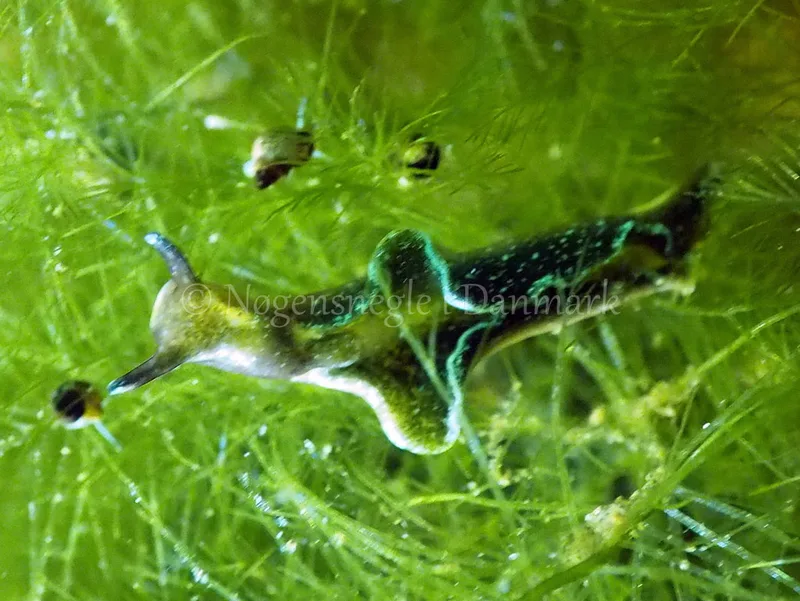 Elysia viridis - Kollund Lillestrand - Foto: Jens Egon Jørgensen