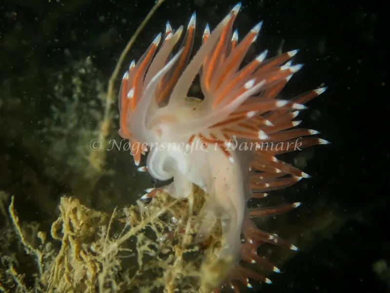Borealea nobilis - Landgangsbåden - Foto: Kenneth Krull