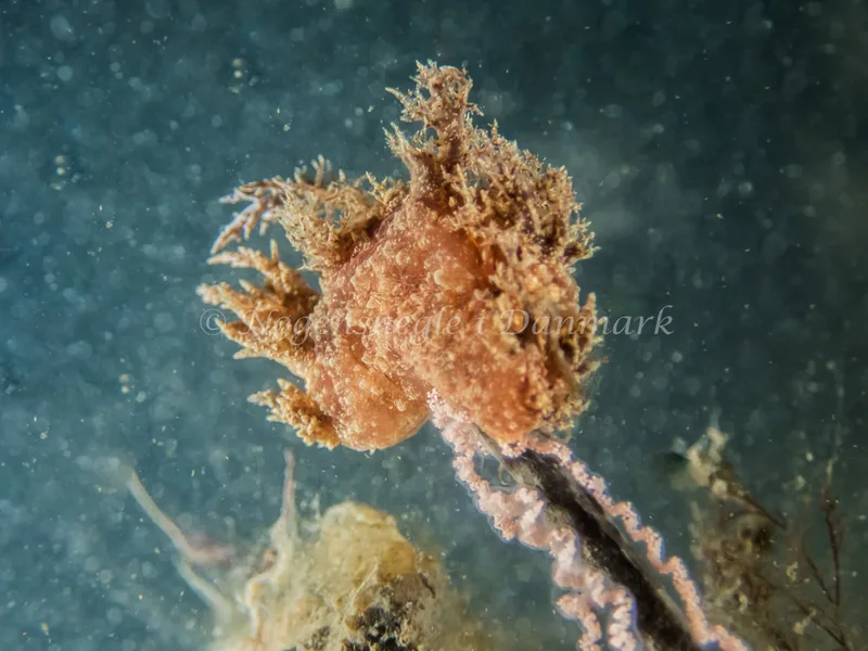 Dendronotus europaeus - Landgangsbåden - Foto: Kenneth Krull
