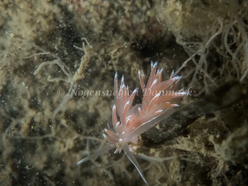 Fjordia lineata - Landgangsbåden - Foto: Kenneth Krull