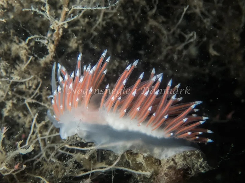 Borealea nobilis - Landgangsbåden - Foto: Kenneth Krull